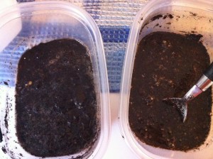 left: vinegar testright: baking soda test