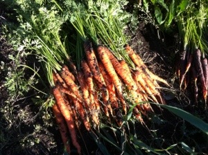 Carrots (2016)