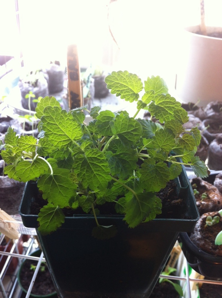 March 23/2014 Garden Update (Herbs and&nbsp;Flowers)