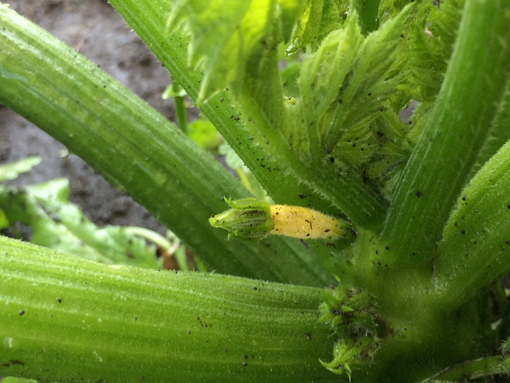 Zucchini and Squash I’m Growing in&nbsp;2022