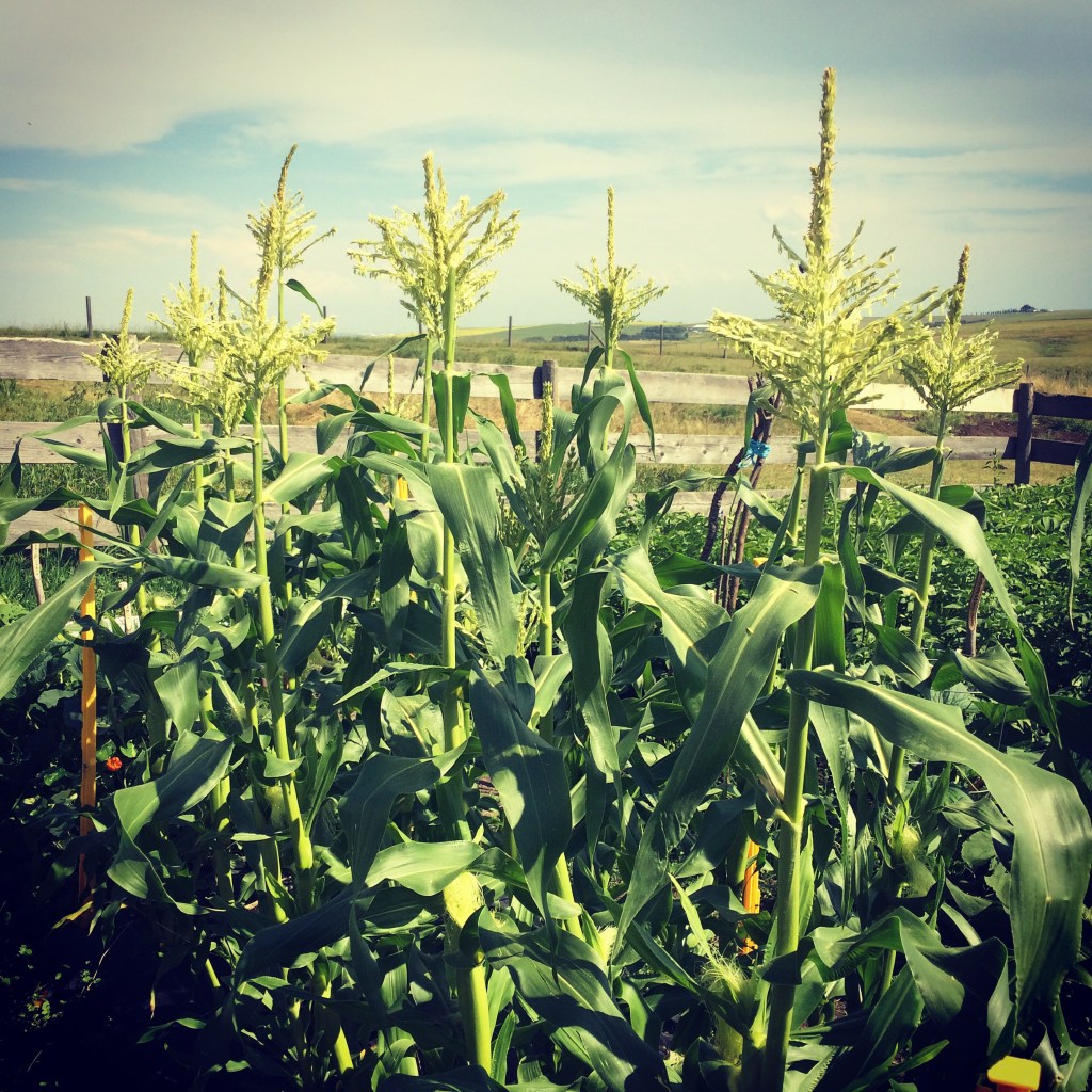 Grow Your Own&nbsp;Food