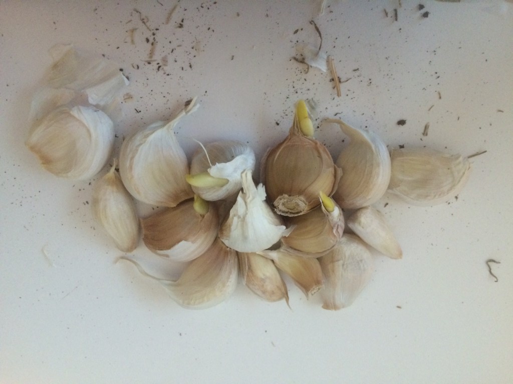 Garlic (2015)