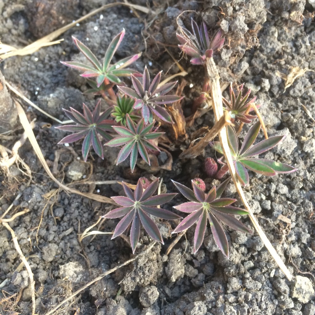 Early April Growing Update (2015)&nbsp;{outside}