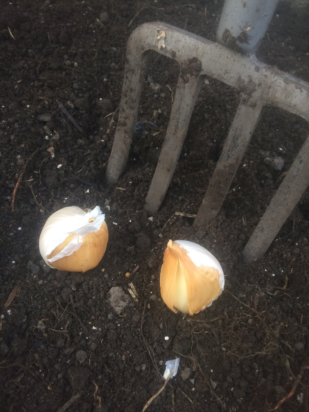 Planting Elephant Garlic