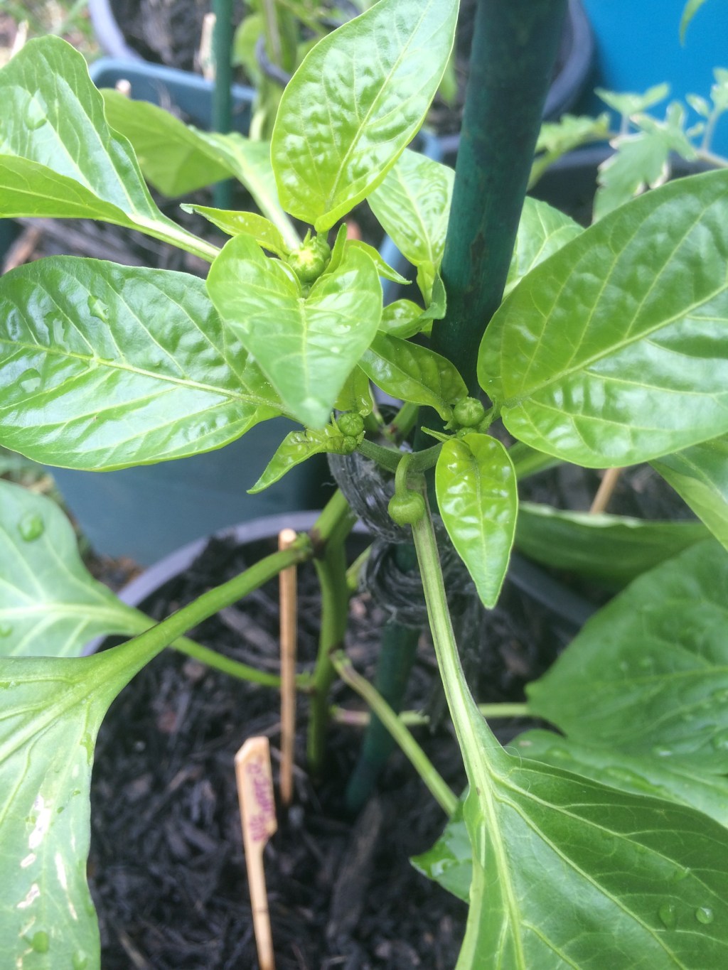 Early June Pepper Update&nbsp;(2015)
