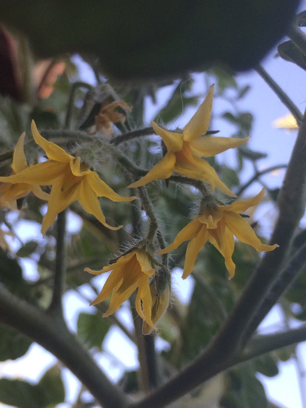 General update (June&nbsp;11/2015)