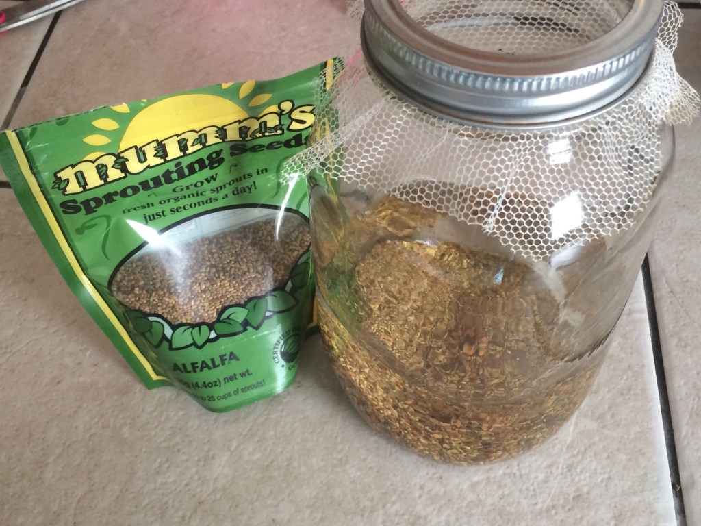 Sprouting Seeds (Alfalfa&nbsp;Sprouts)