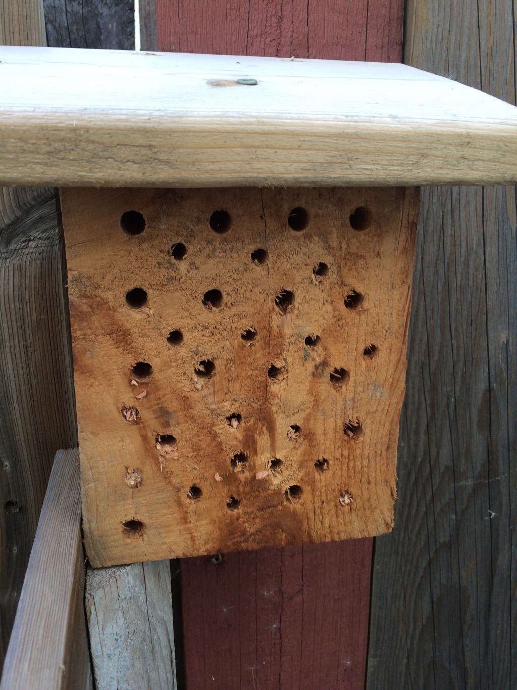 Mason Bee House&nbsp;Update