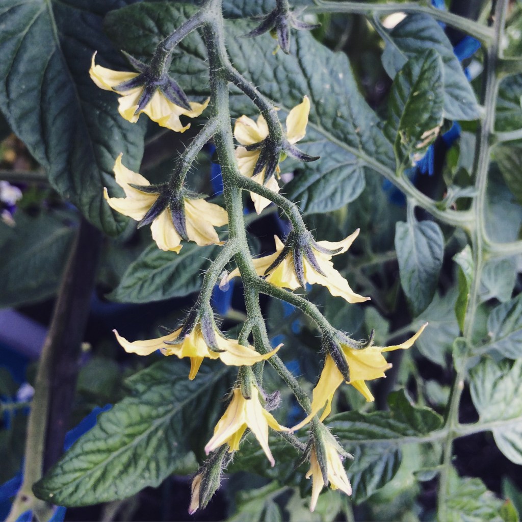 Tomato Update (June&nbsp;30/2015)