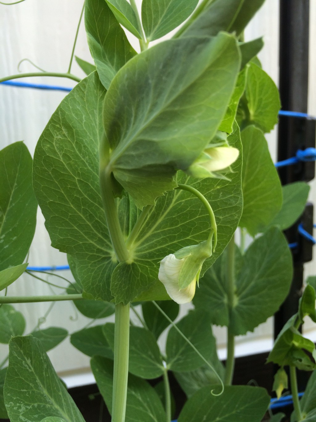 Peas & Beans Update (July&nbsp;6/2015)