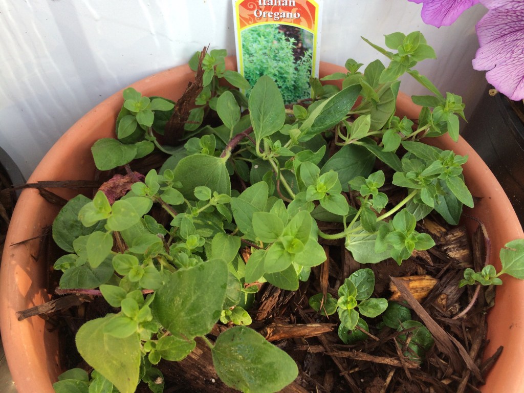 Update on the Herbs (July&nbsp;10/2015)