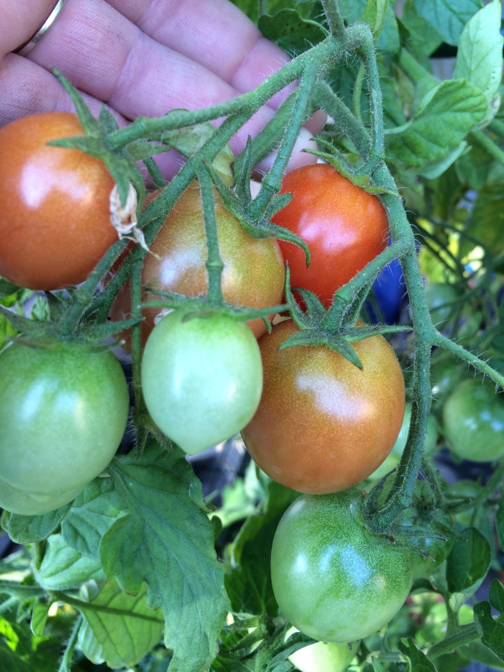 Tiny Tim Tomatoes&nbsp;(2020)