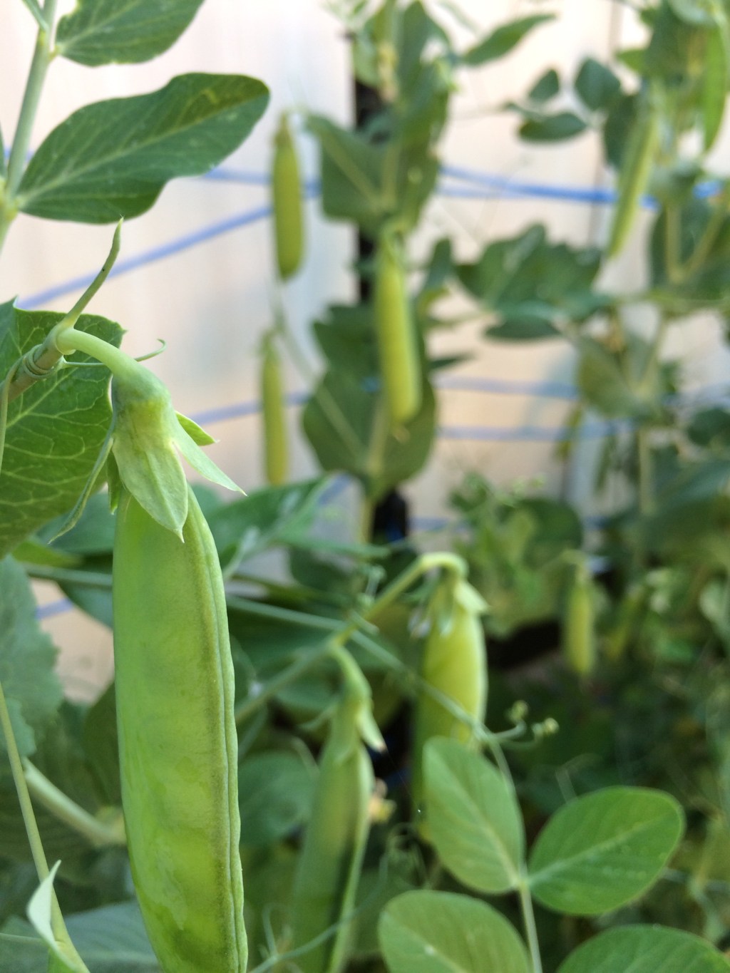 Quick Update in Pictures (July&nbsp;24/2015)