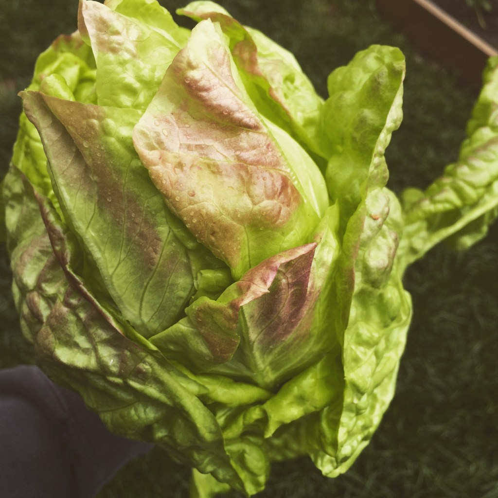 Lettuce/Greens for 2018