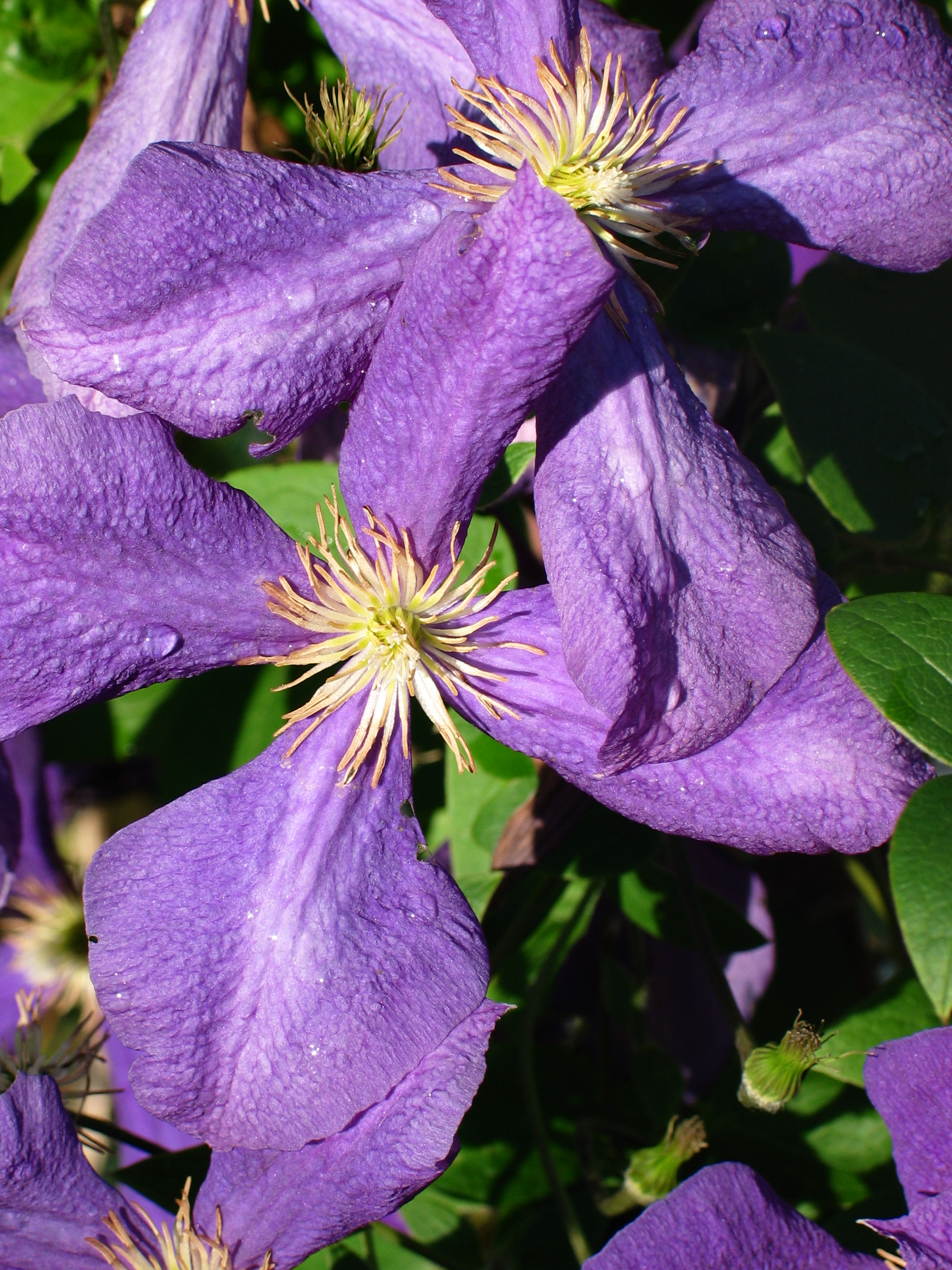 Clematis4