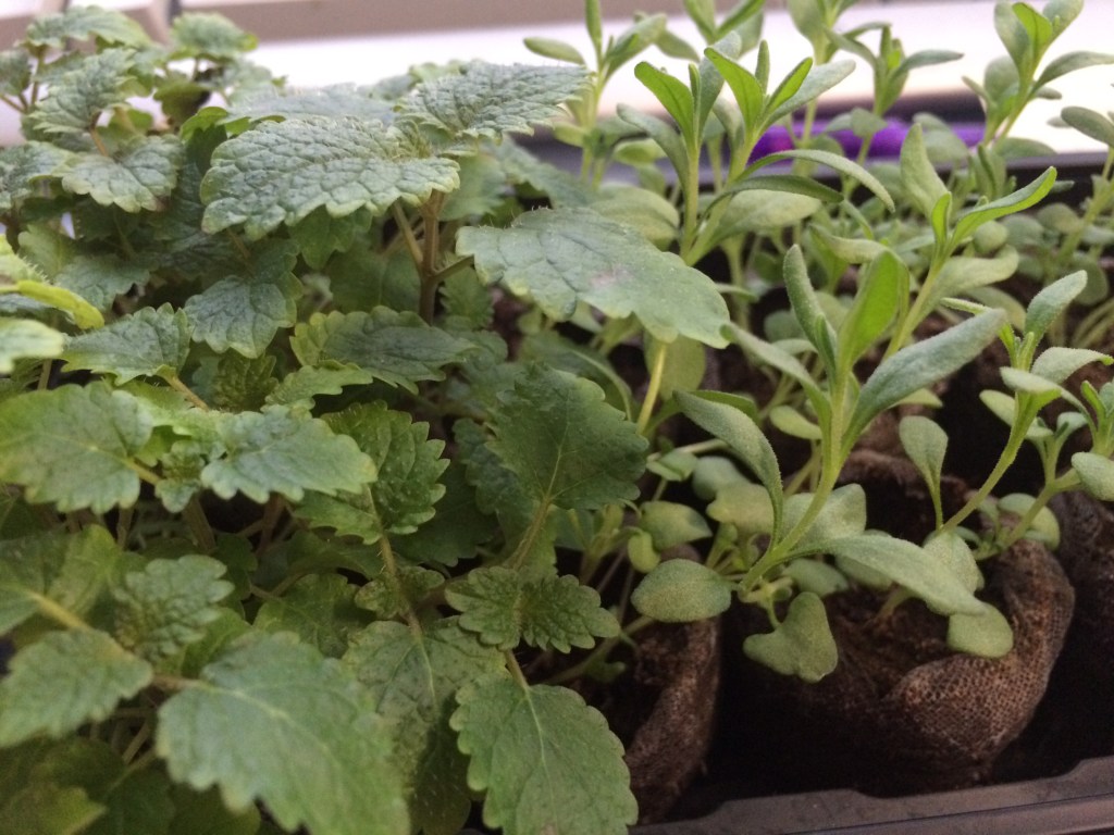 February 2016 Update