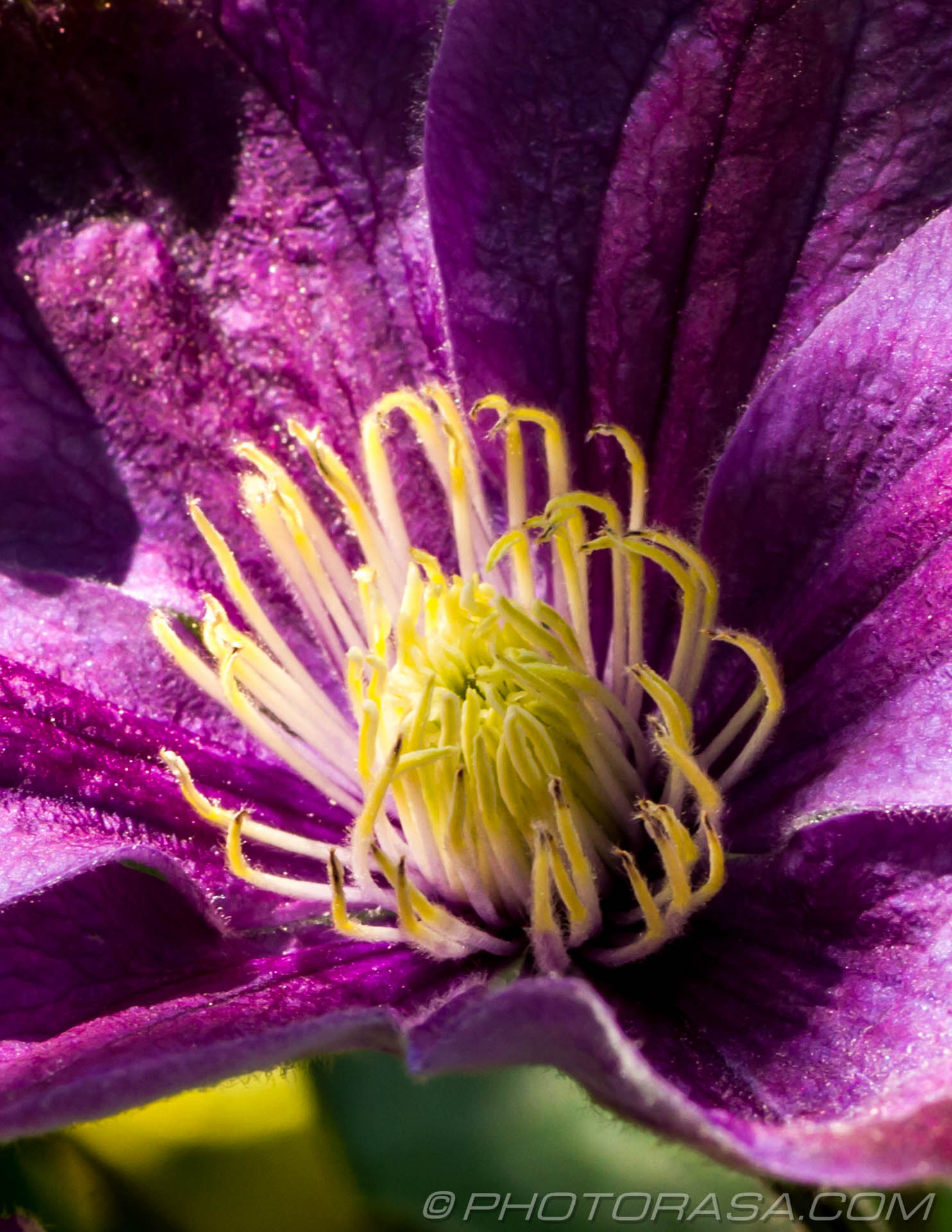 white and yelow finger stamen