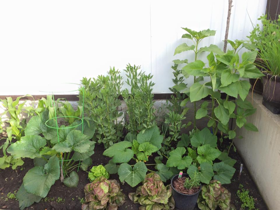 12806105_10153415816283601_7331712444465049820_n