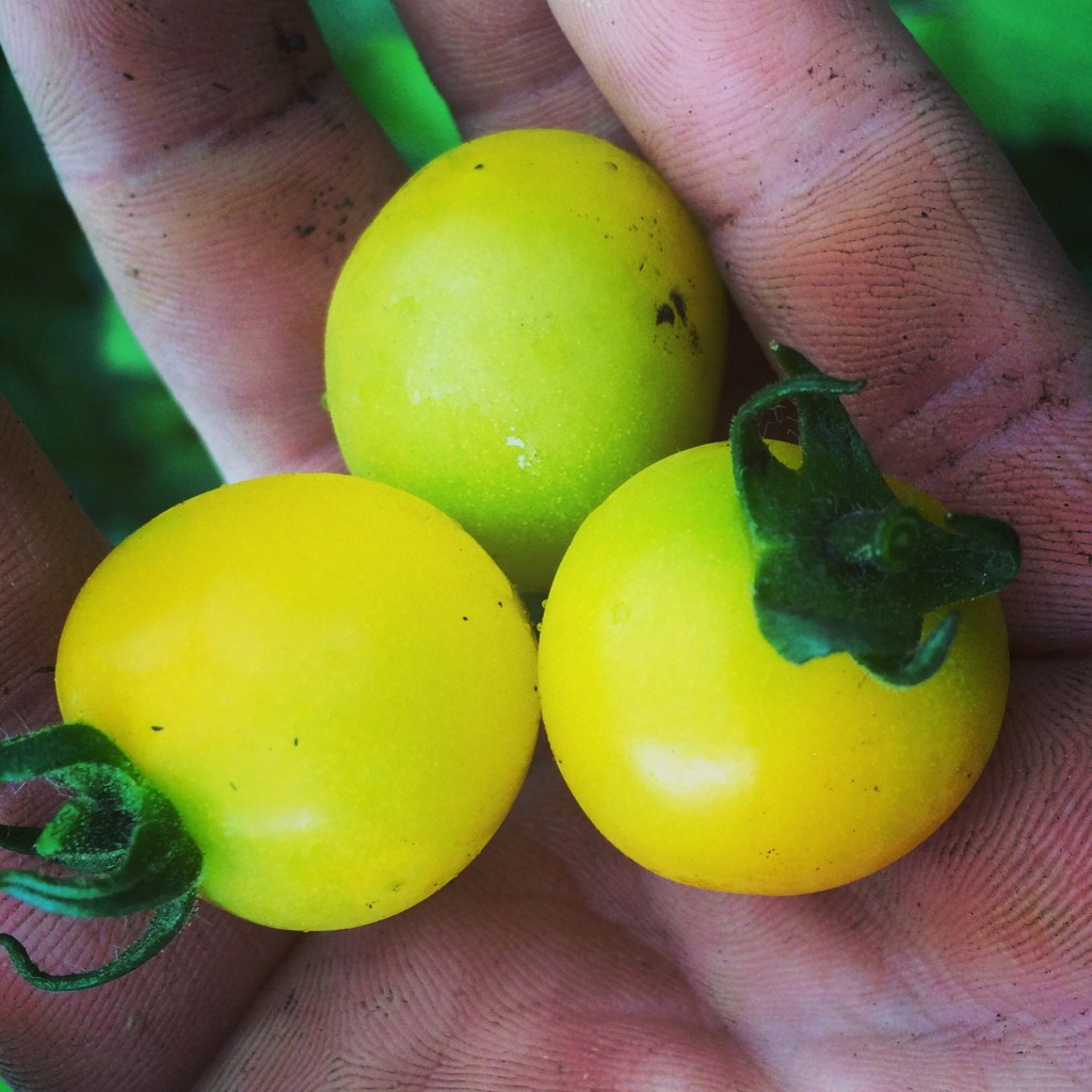 Tomatoes 2016 – Part&nbsp;2