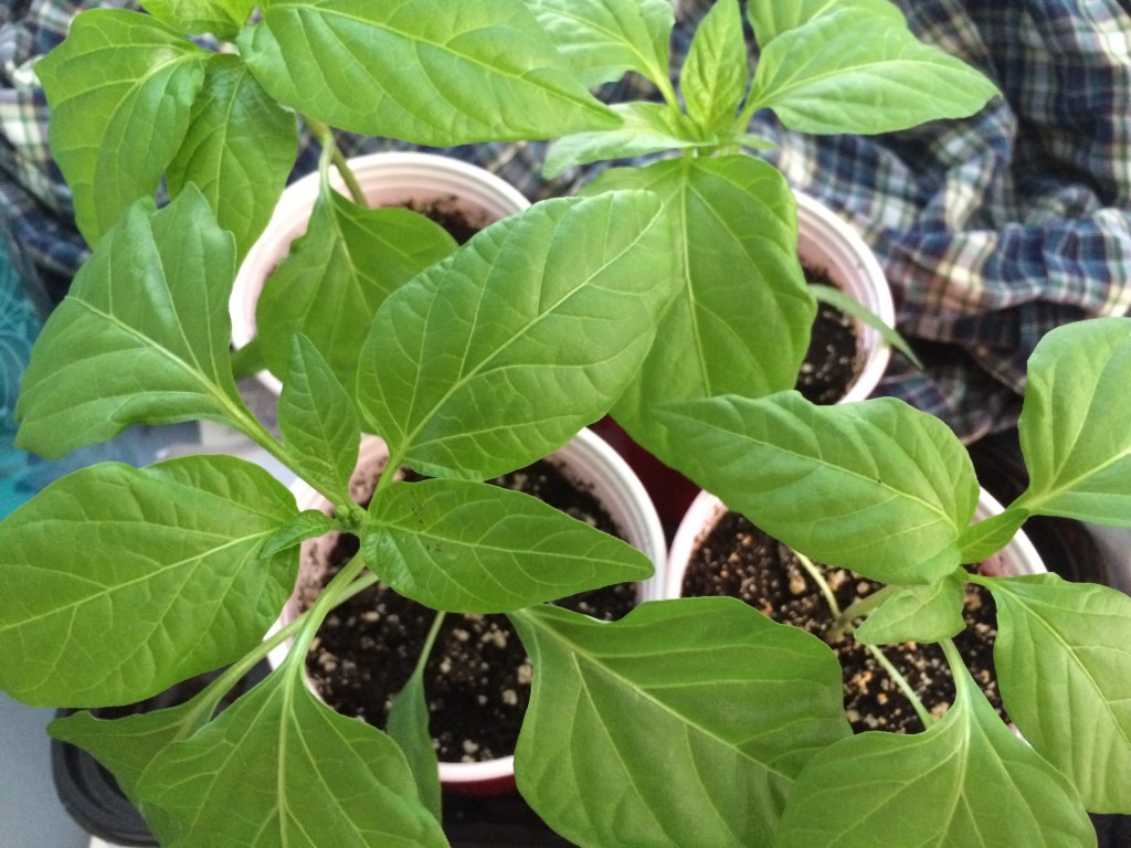 Update on the Peppers&nbsp;(2016)