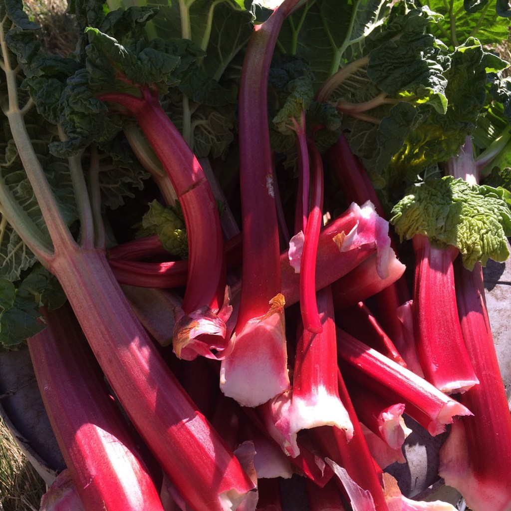 First Harvest of&nbsp;2016!