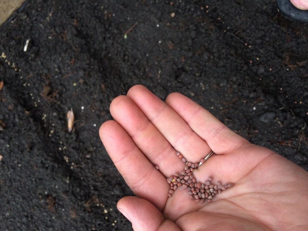 First Outdoor Sowing for 2016