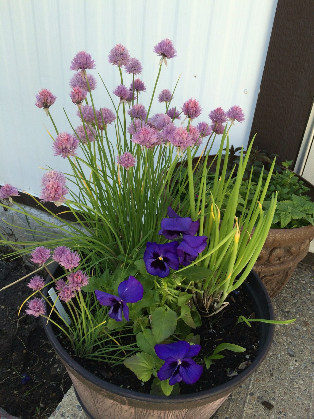 Herbs (From Seed)&nbsp;2018