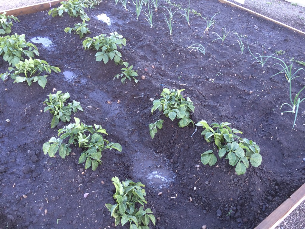 Community Garden Plot Update&nbsp;2