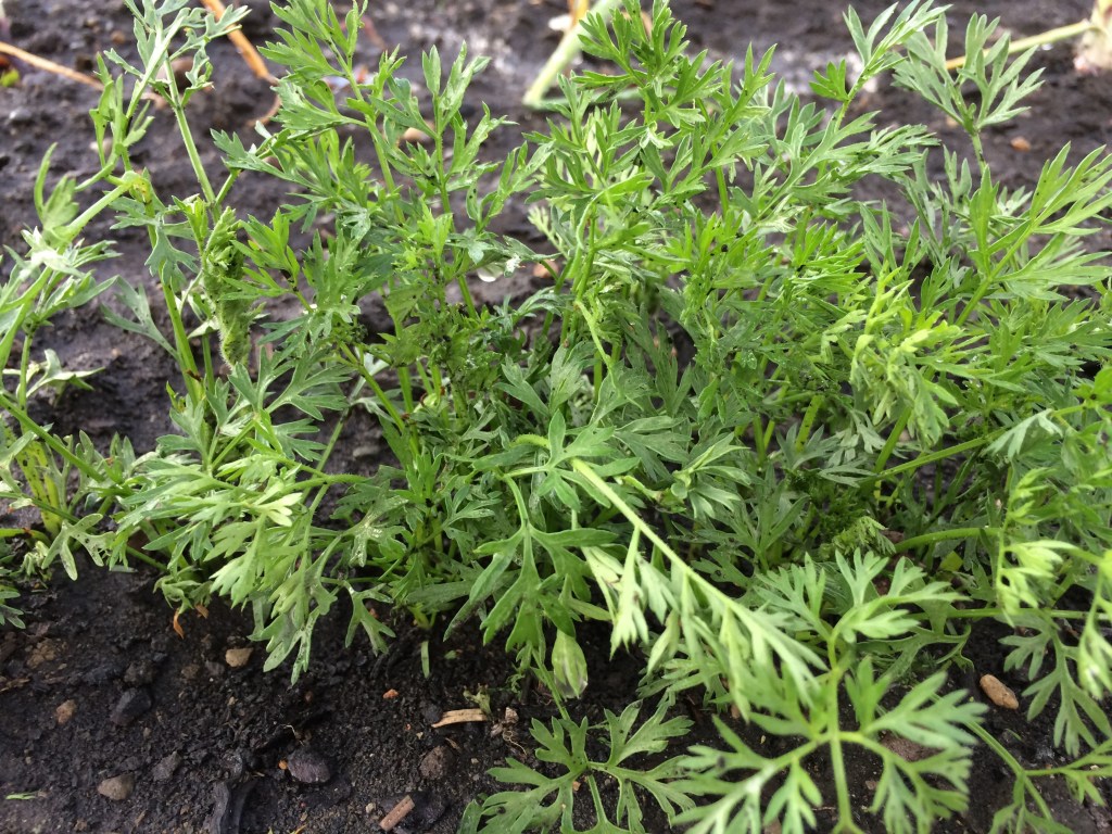 Community Garden Plot – Update&nbsp;3