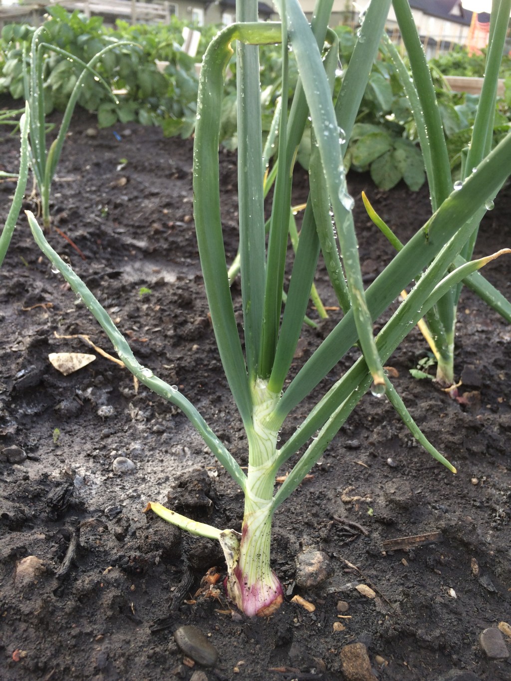 Starting Onions from Seed for&nbsp;2026