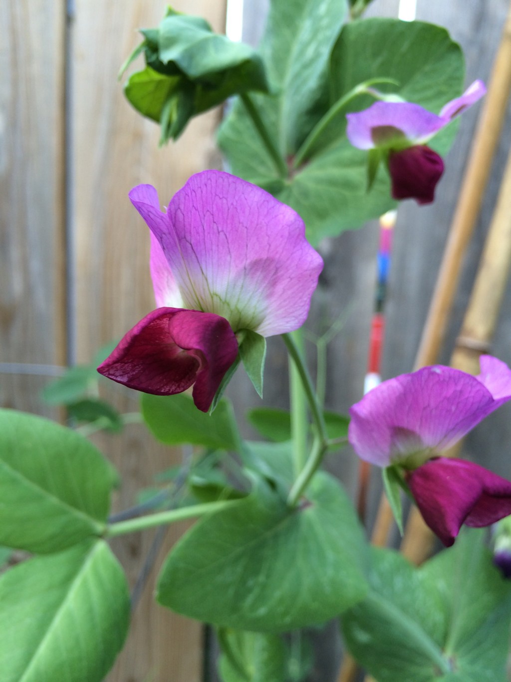 Blue Podded Peas (Wordless&nbsp;Wednesday)