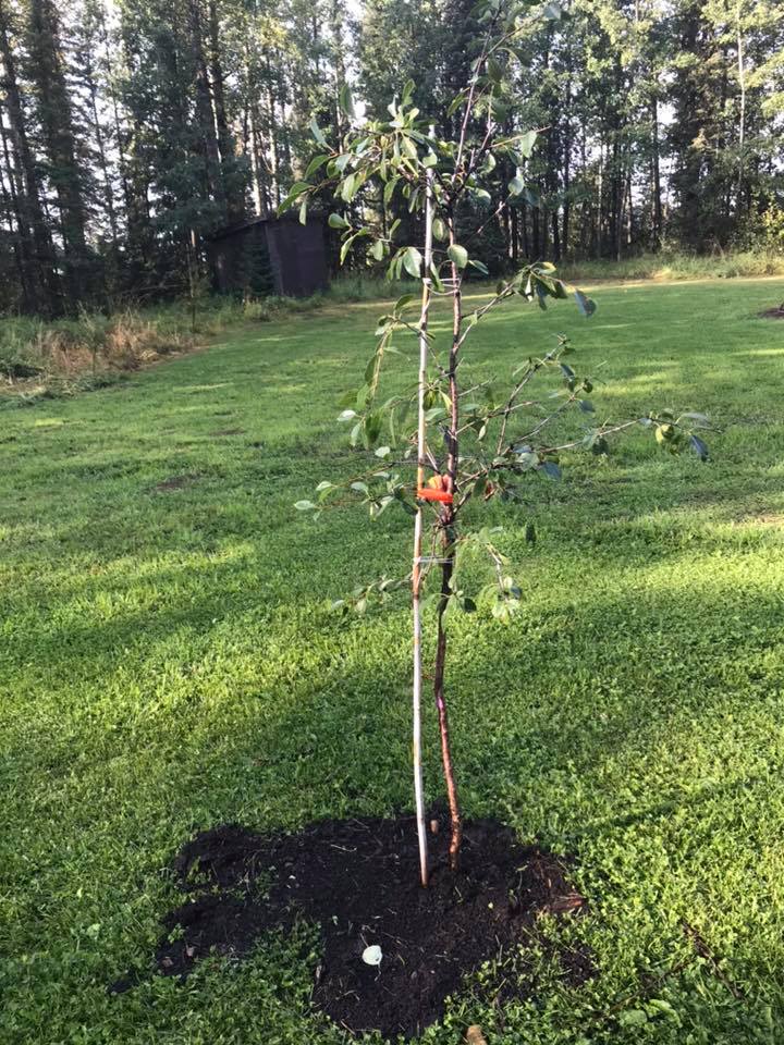 crimson passion cherry 2018