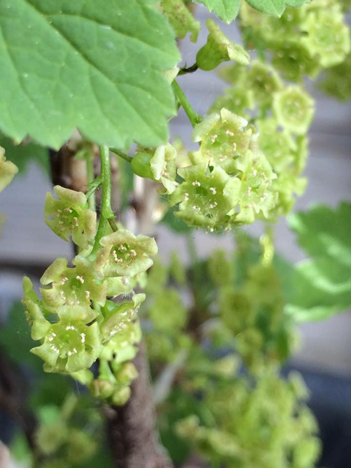 2016 current flowers2