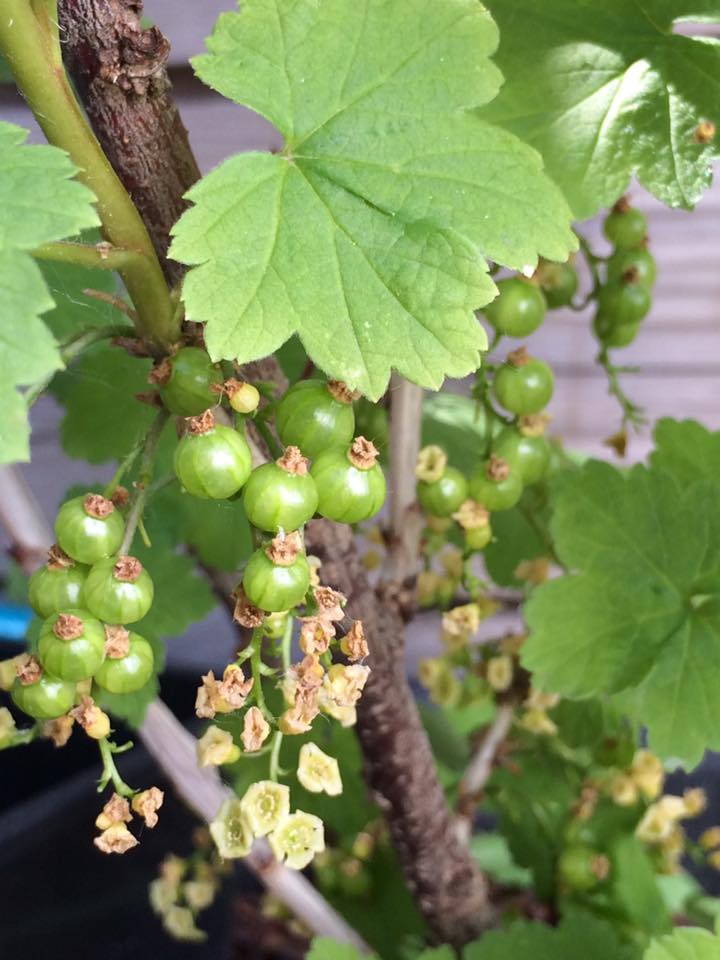2016 Currents growing and flowering