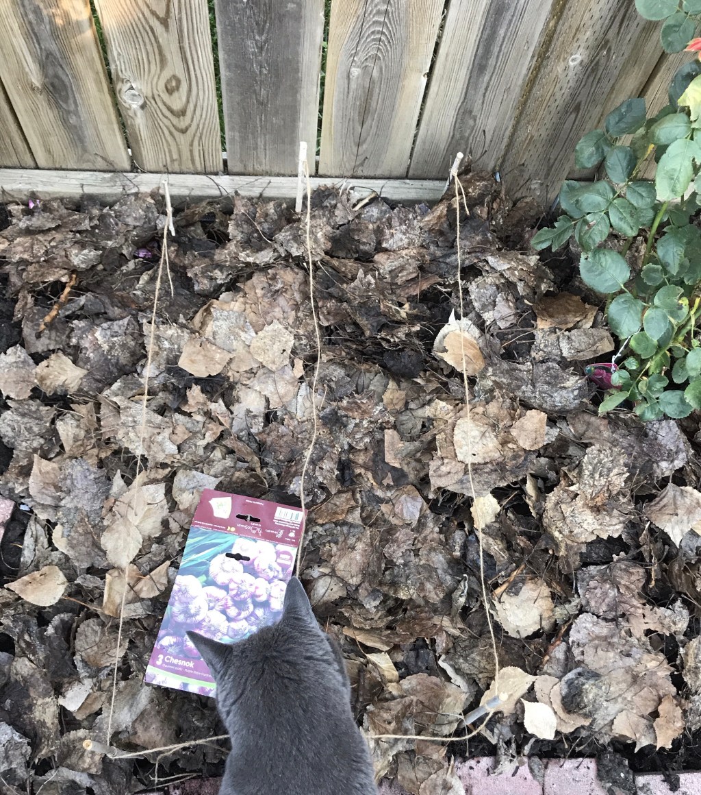 ‘Chesnok’ & ‘Purple Glazer’&nbsp;Garlic