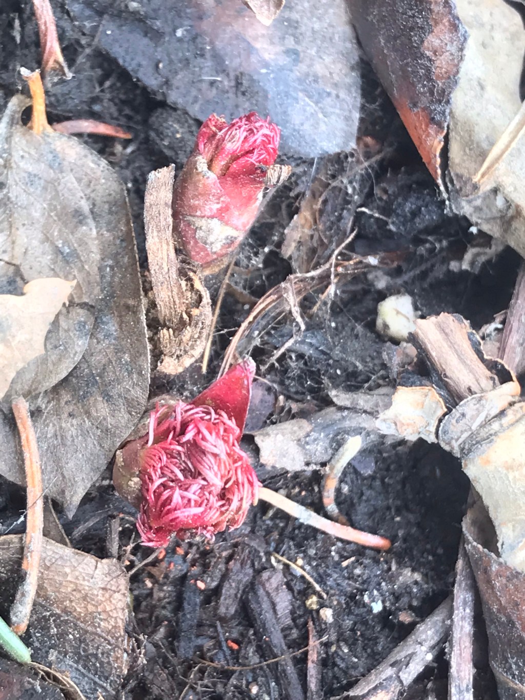 Double Fern Leaf&nbsp;Peony
