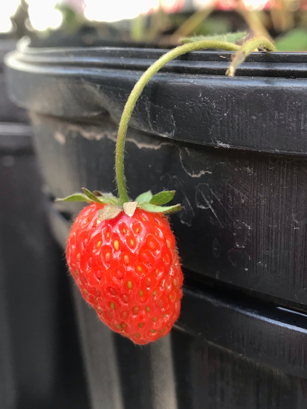Strawberries (2022)