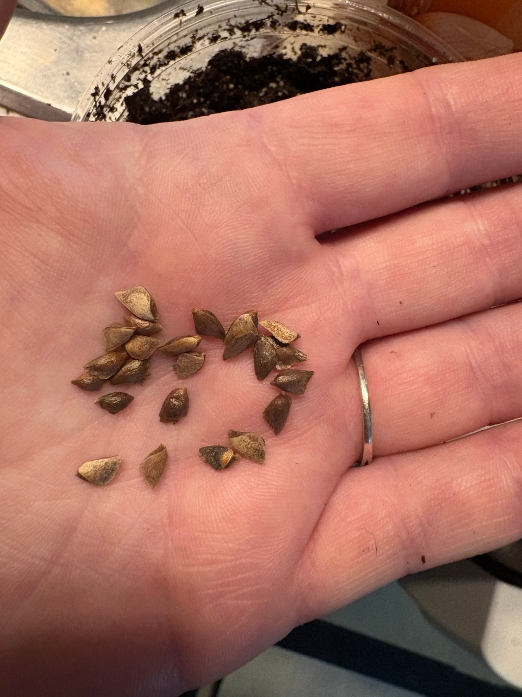 Douglas Fir from seed?